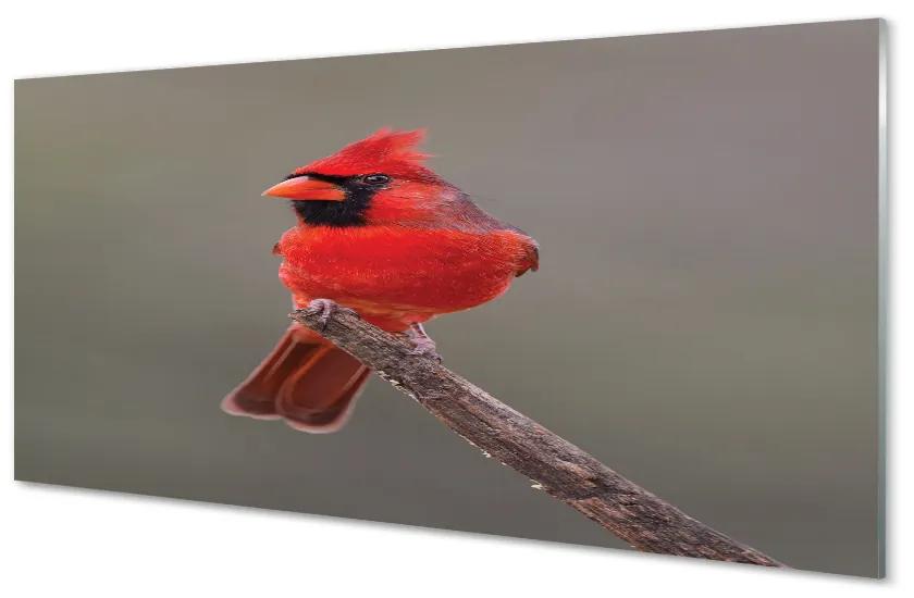 Obraz na akrylátovom skle Red papagáj na vetve 100x50 cm
