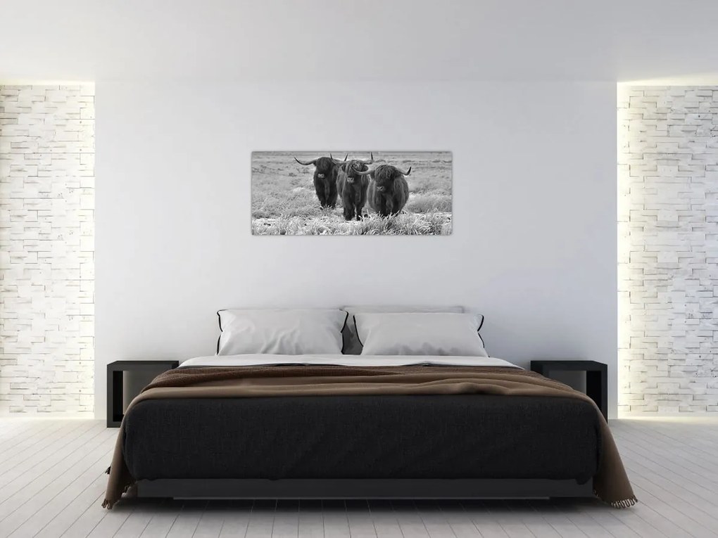 Obraz - Škótske kravy (120x50 cm)