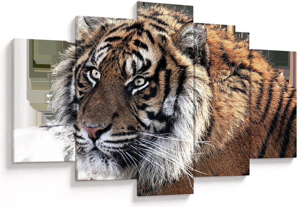 Obraz tigra (150x105 cm)