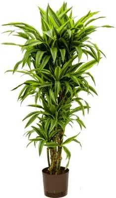 Dracaena fragrans "Lemon lime" Branched multi 22/19 výška 130 cm