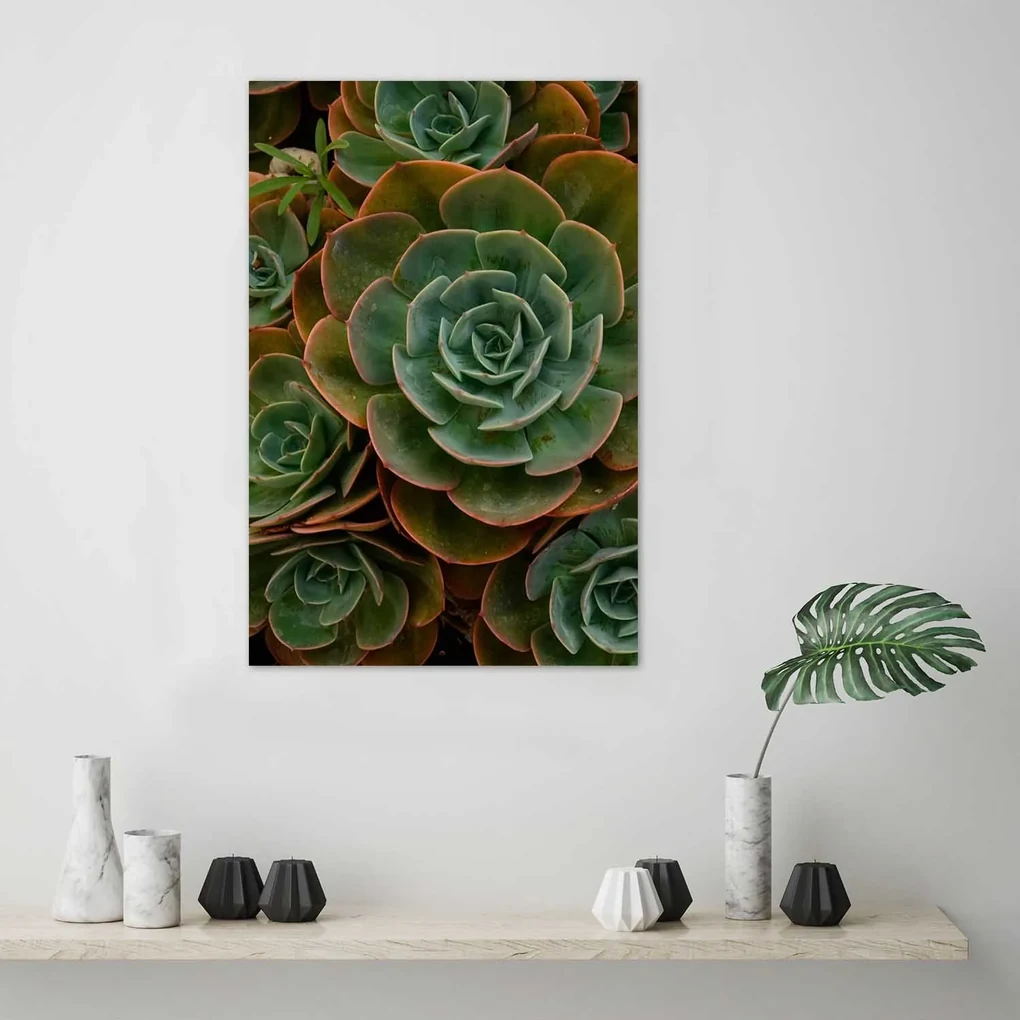 Gario Plagát Dekoratívne sukulenty Farba rámu: Bez rámu, Rozmery: 30 x 45 cm