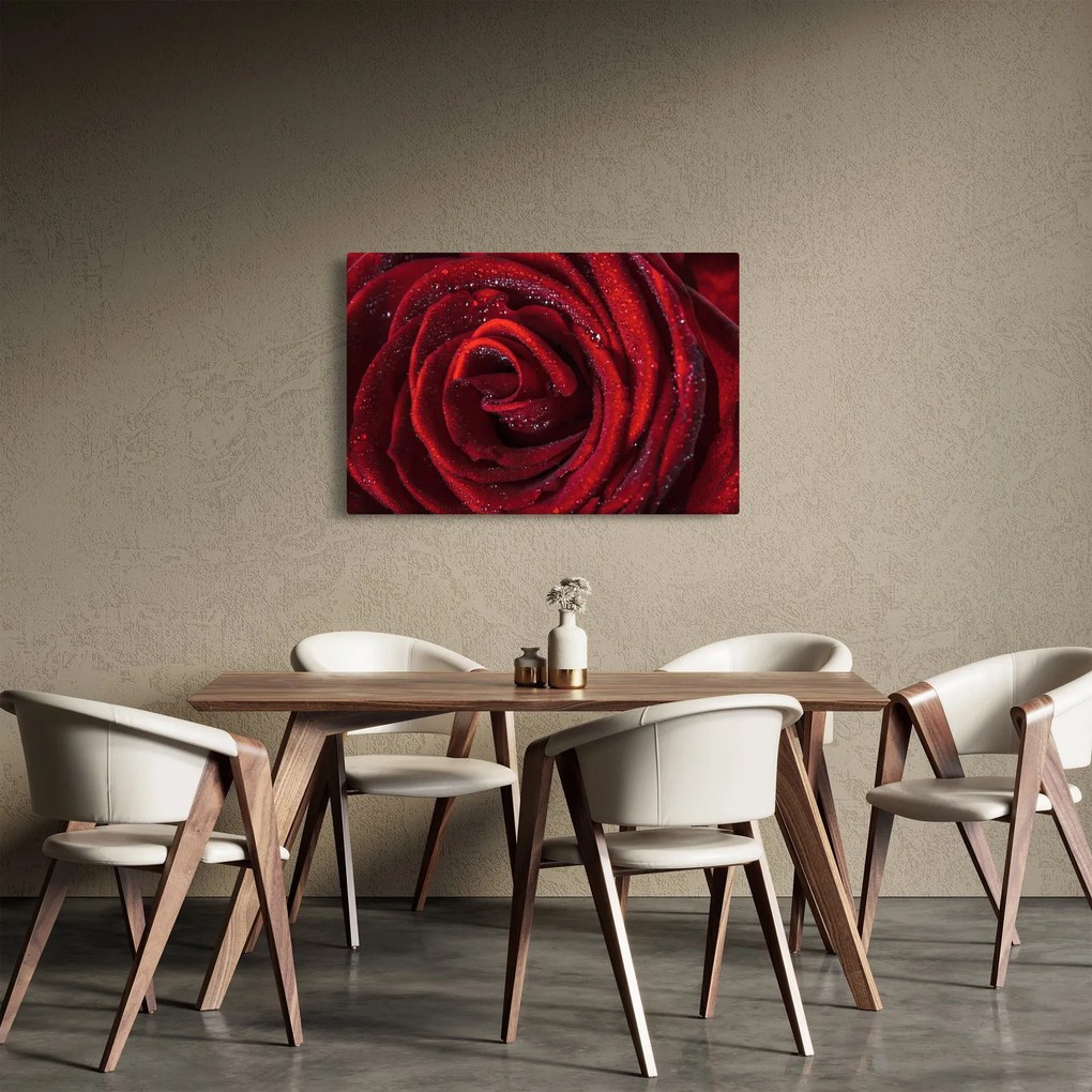Obraz - Červená ruža s kvapkami rosy (90x60 cm)
