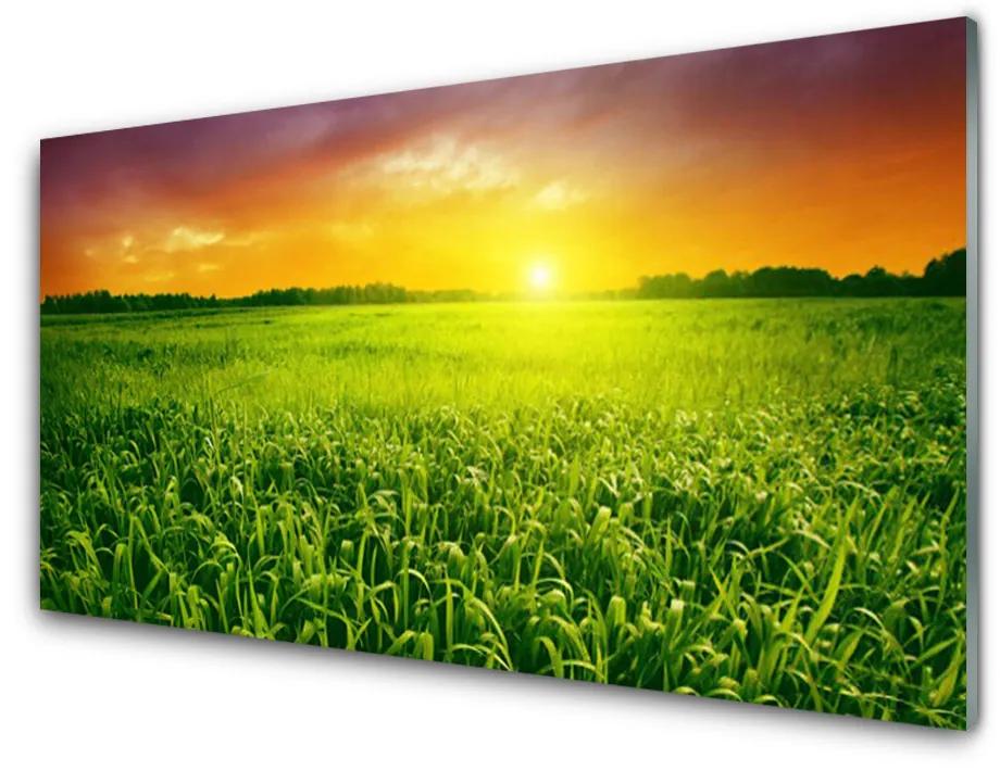 Obraz na akrylátovom skle Obilie pole východ slnka 140x70cm