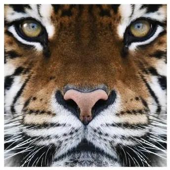 Fototapeta Tigrie oči
