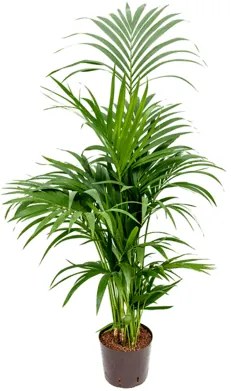 Kentia (howea) forsteriana Tuft 8pp 22/19 výška 120 cm