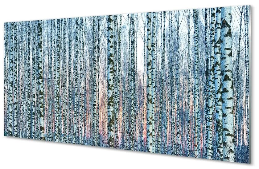 Sklenený obraz Brezového lesa pri západe slnka 125x50 cm