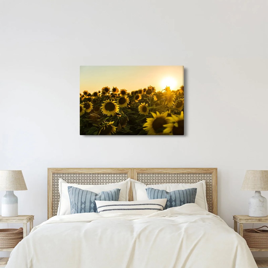 Obraz slnečnicového poľa (90x60 cm)