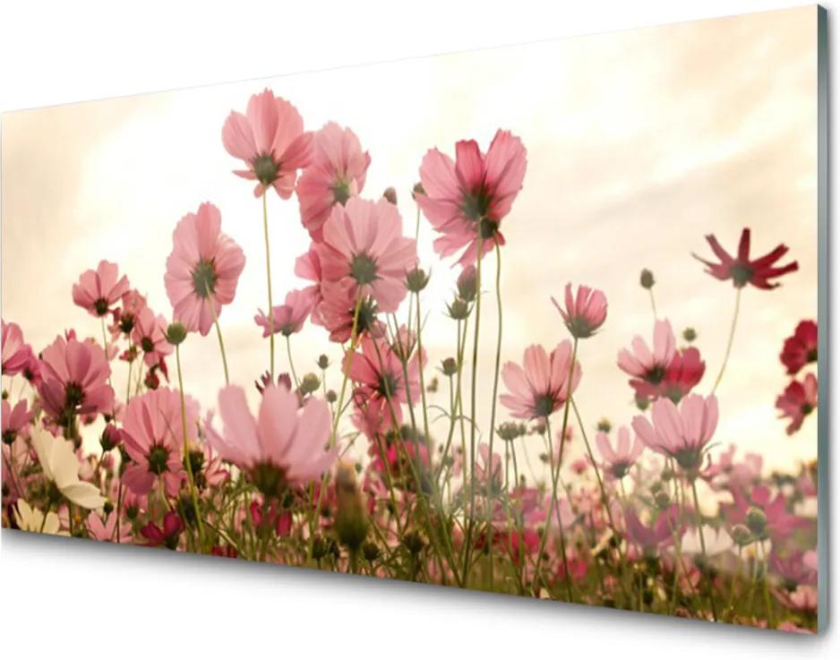 Skleněný obraz Poľné Kvety Lúka Príroda