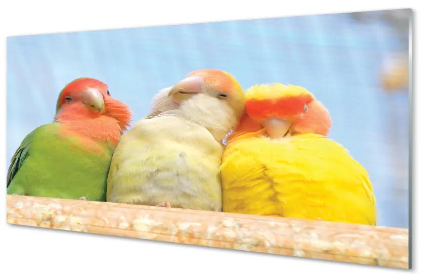 Nástenný panel  farebný papagáj 125x50 cm