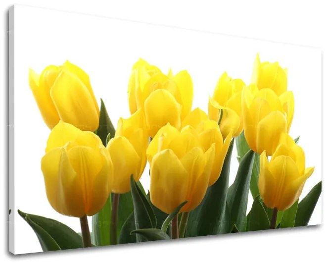 Obraz na stenu KVETY TULIPÁNY | rôzne rozmery