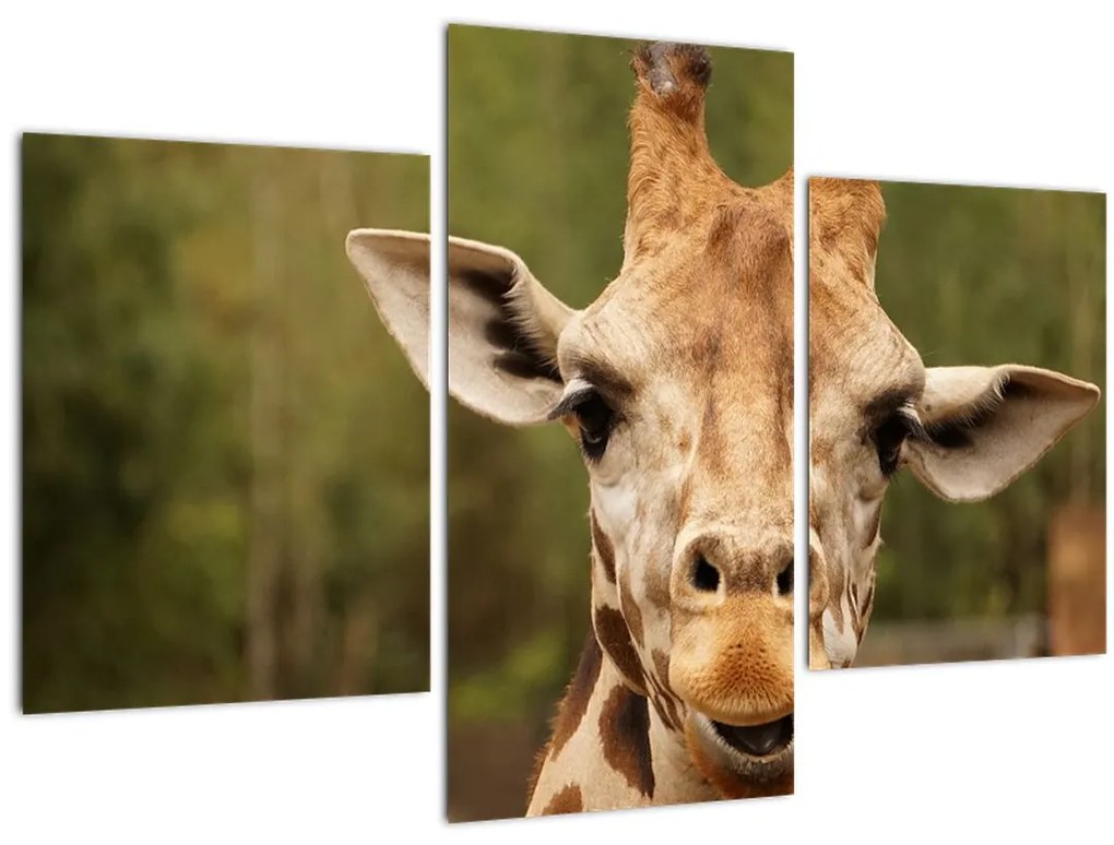 Obraz žirafy (90x60 cm)