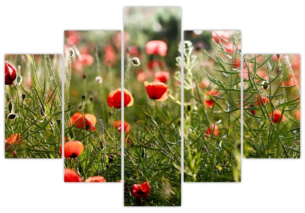Obraz vlčích makov (150x105 cm)