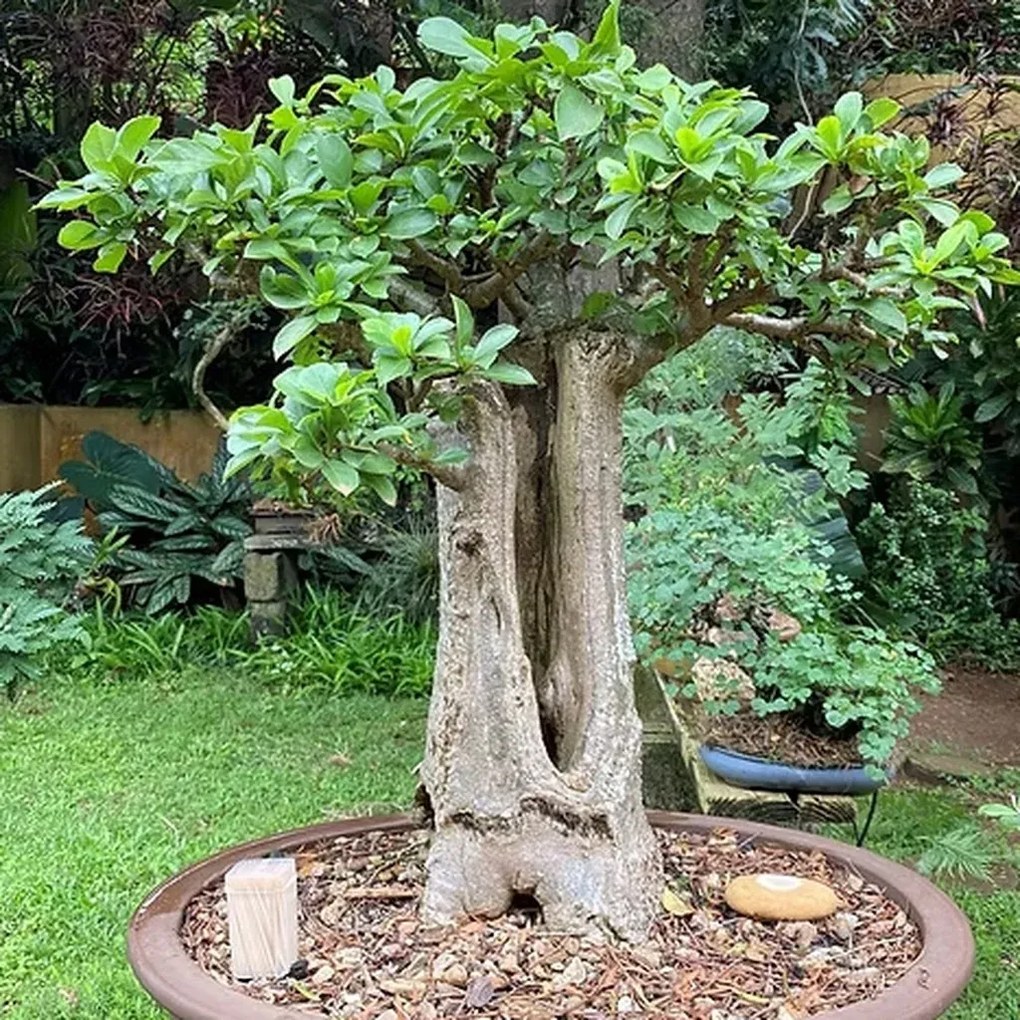 Semienka bonsaje - Africký baobab - 5 ks