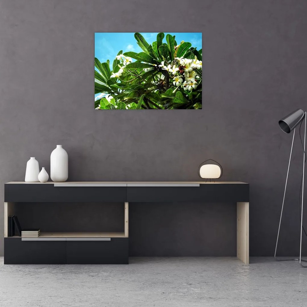 Sklenený obraz - Plumeria (70x50 cm)