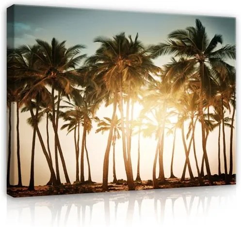 Obraz na stenu palmy pri západe slnka 70 x 50 cm