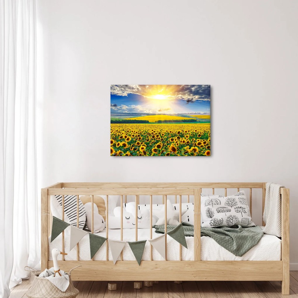 Obraz - Pole slnečníc (70x50 cm)