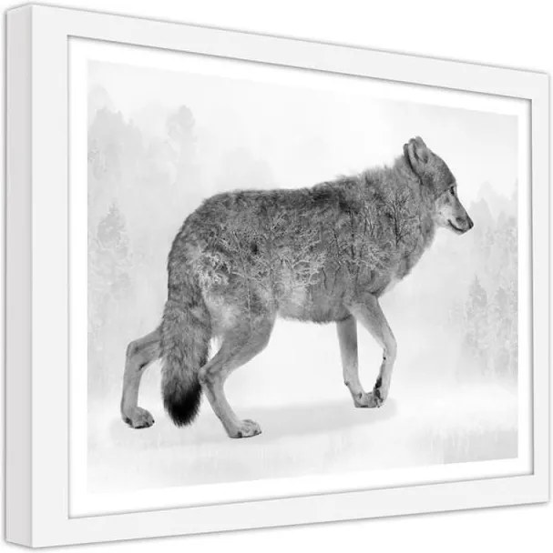 CARO Obraz v ráme - Gray Wolf 2 Biela 40x30 cm