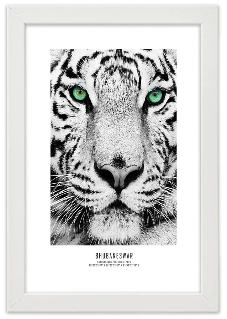Gario Plagát Biely tiger Farba rámu: Bez rámu, Rozmery: 40 x 60 cm