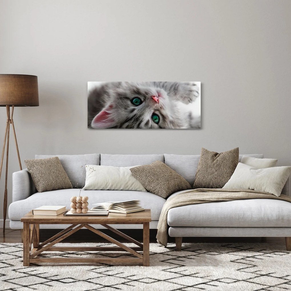 Obraz - Mačka so zelenými očami (120x50 cm)