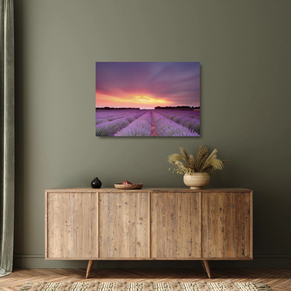 Sklenený obraz - Levanduľové pole (70x50 cm)