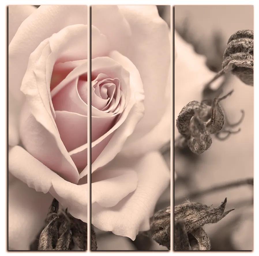 Obraz na plátne - Ruža a uschnuté rastliny - štvorec 3225FB (75x75 cm)