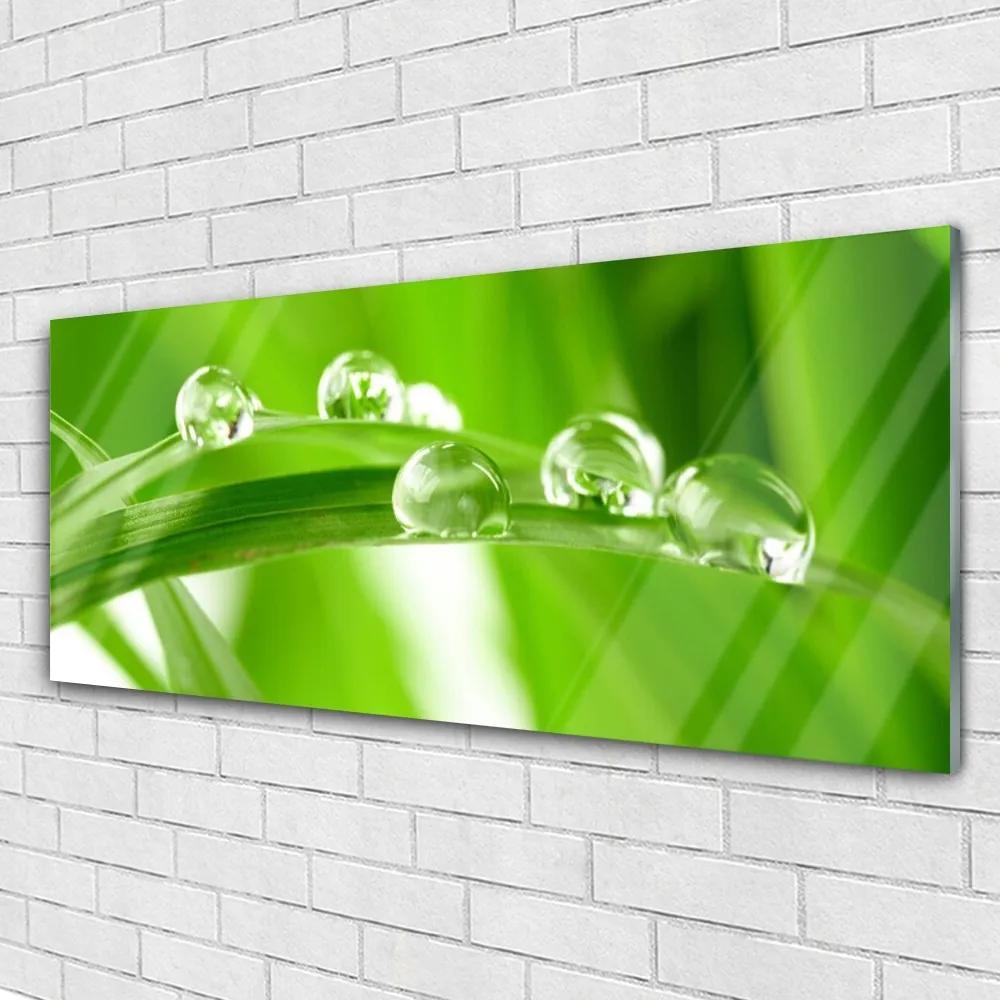 Obraz na akrylátovom skle Listy príroda rastlina 125x50 cm