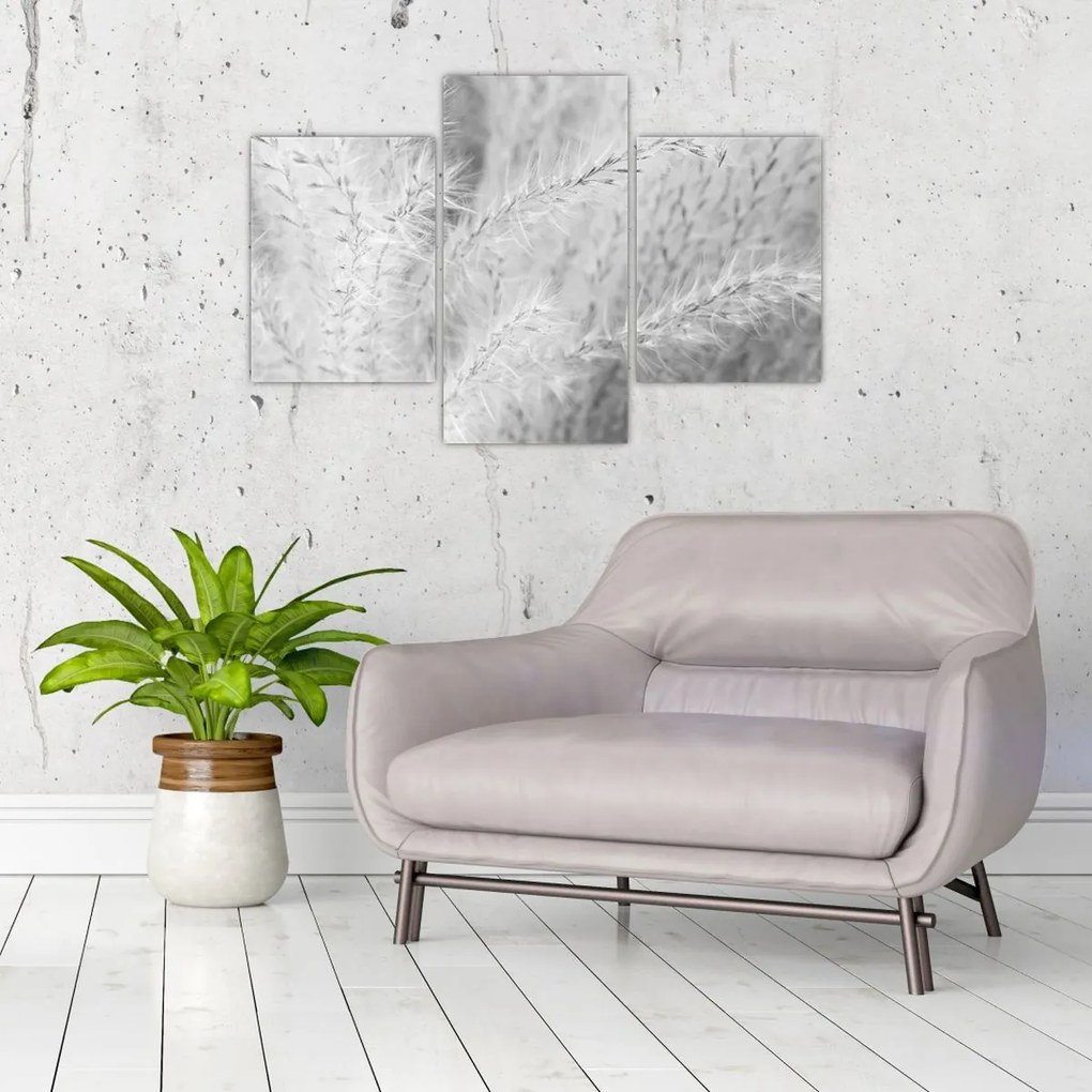 Obraz - Pampas grass N⁰1 (90x60 cm)