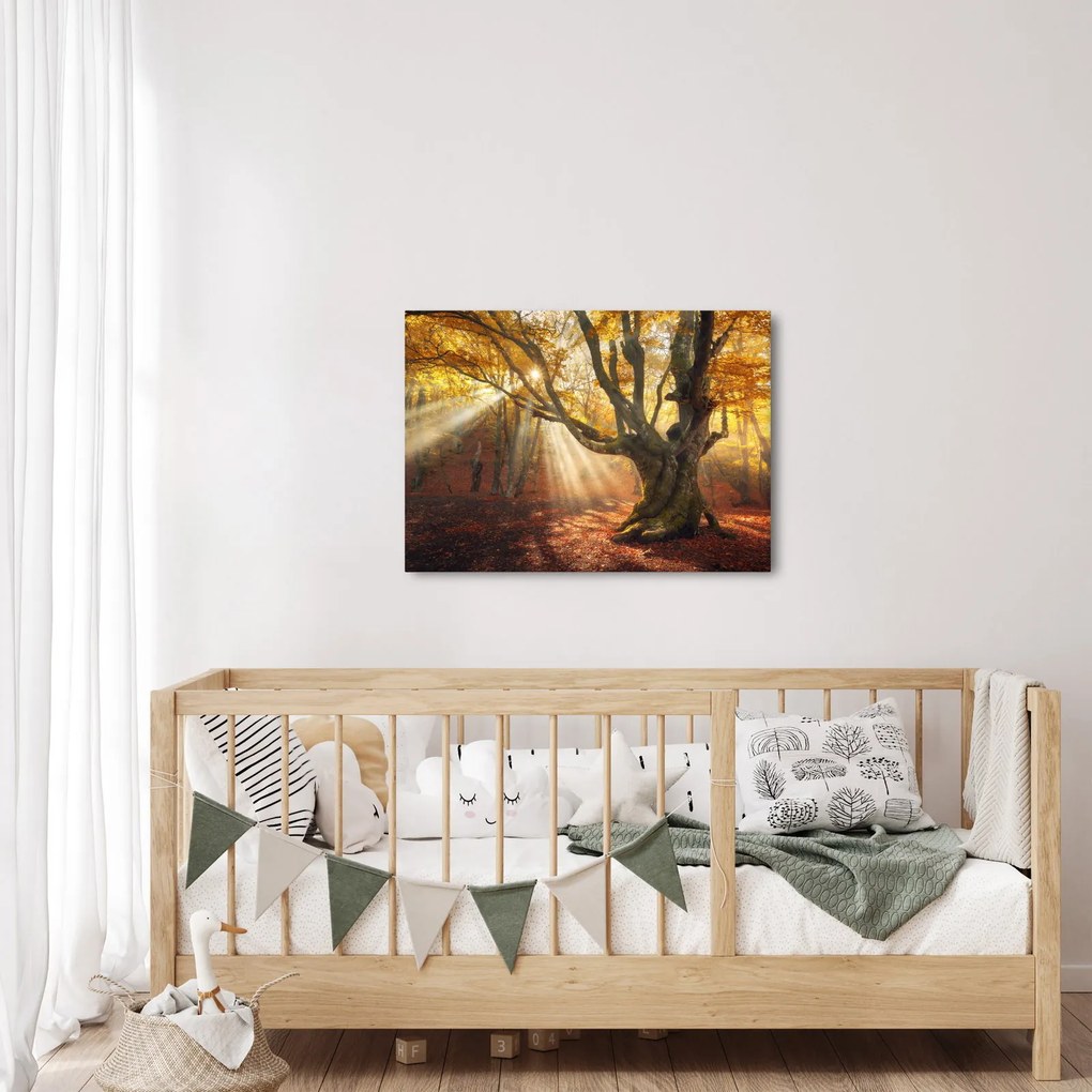 Obraz - Jesenný svit (70x50 cm)