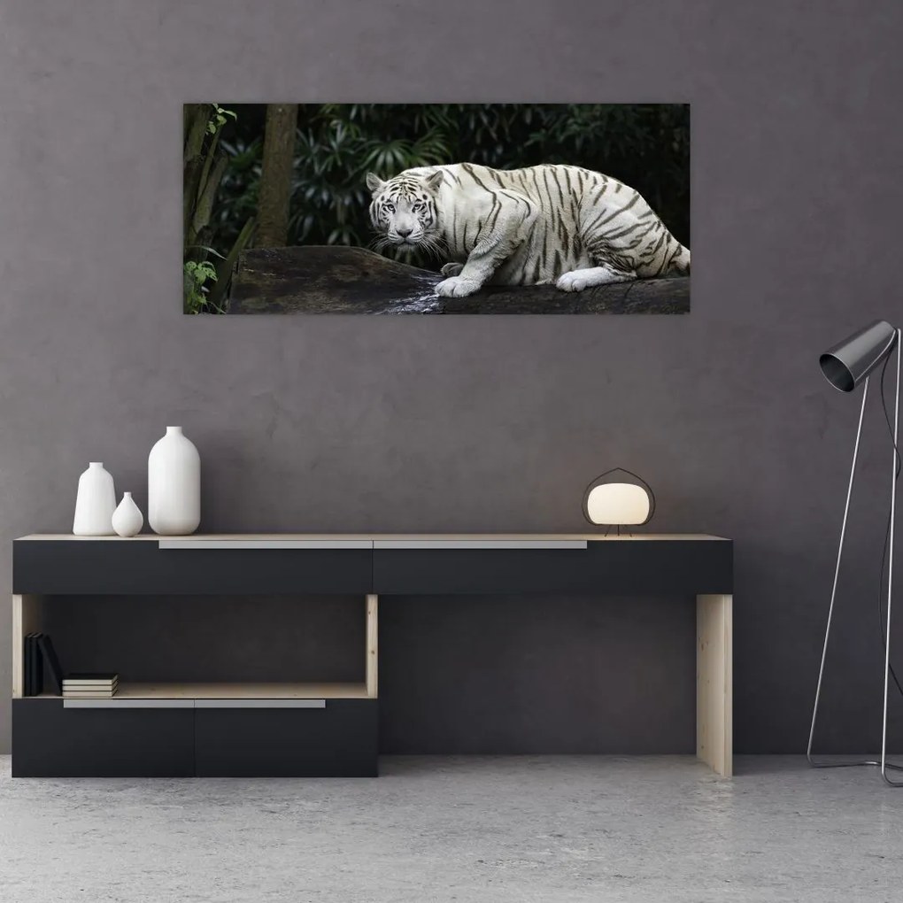 Obraz - Tiger albín (120x50 cm)