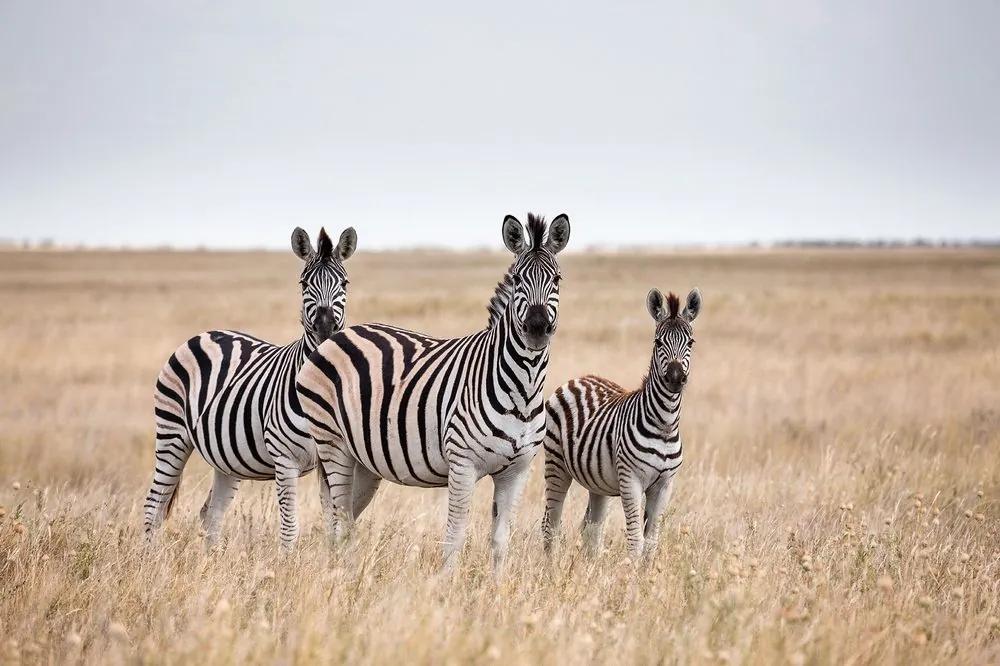 Fototapeta tri zebry v savane - 300x200