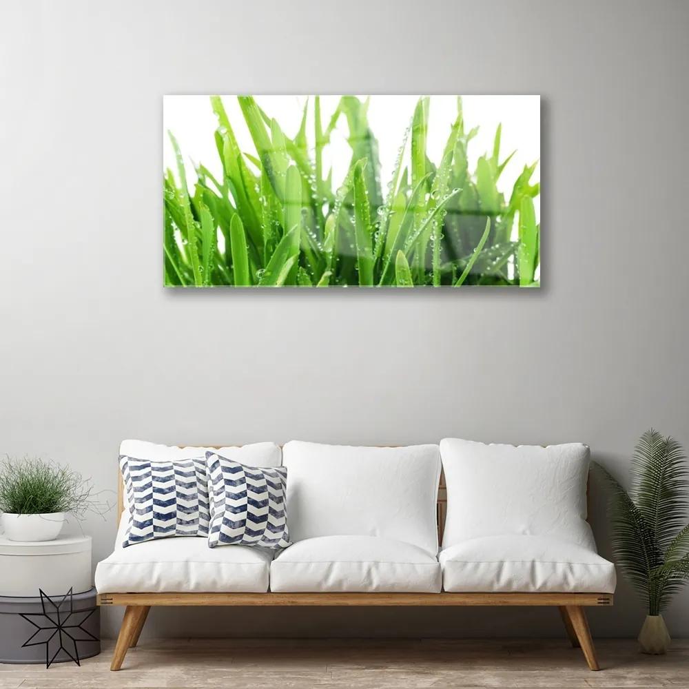 Obraz na akrylátovom skle Tráva rastlina 100x50 cm