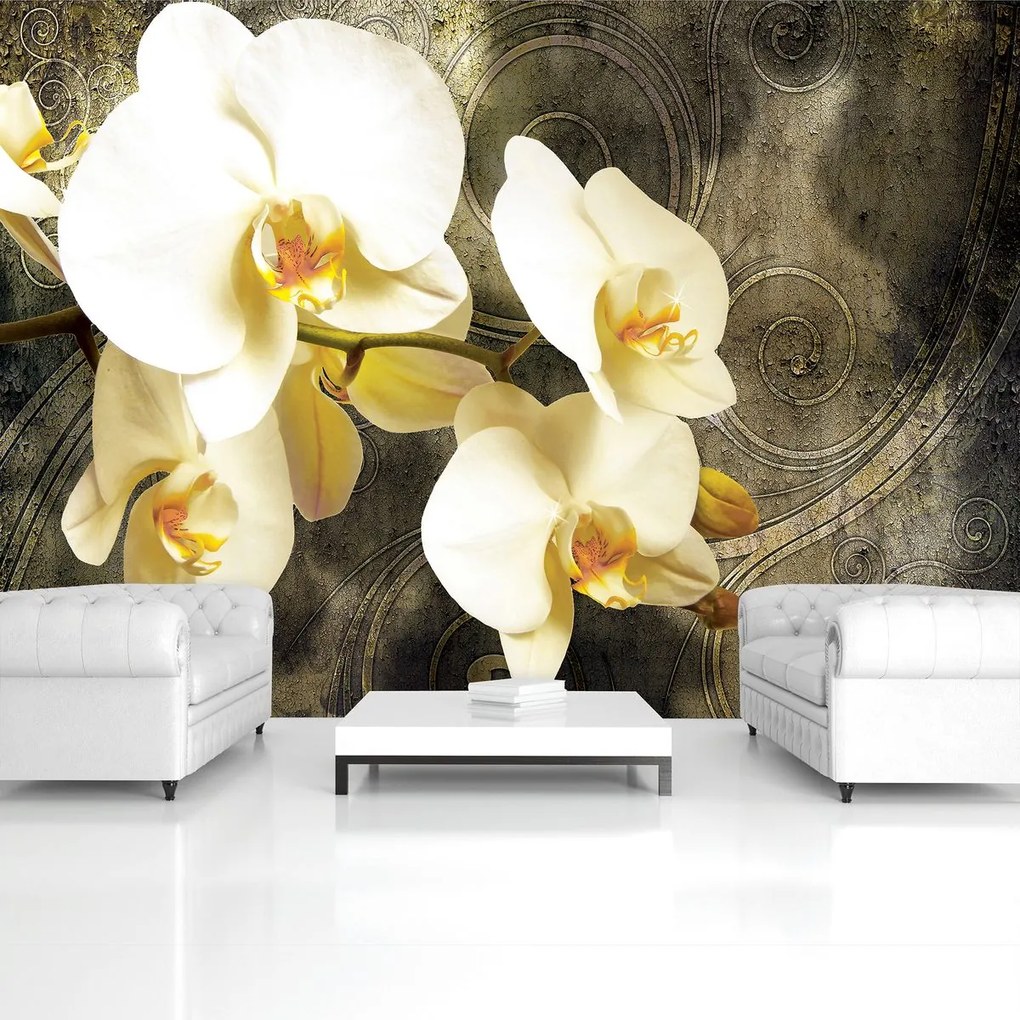 Fototapeta - Orchidea (254x184 cm)