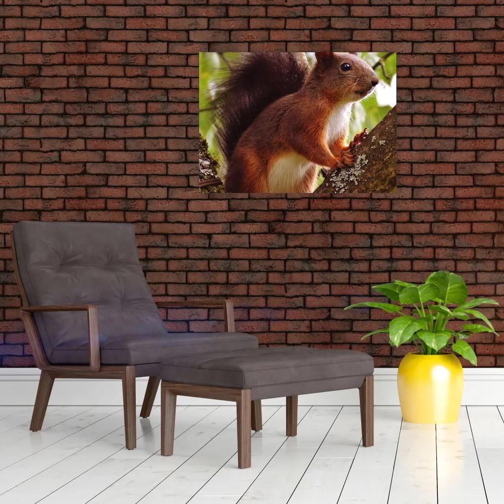 Sklenený obraz veveričky (70x50 cm)