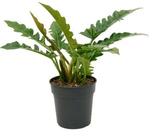 Philodendron "Narrow" bush 21x70 cm