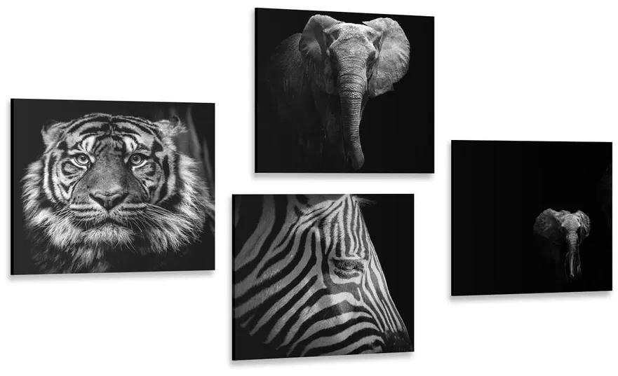 Set obrazov zvieratá v čiernobielom štýle Varianta: 4x 40x40