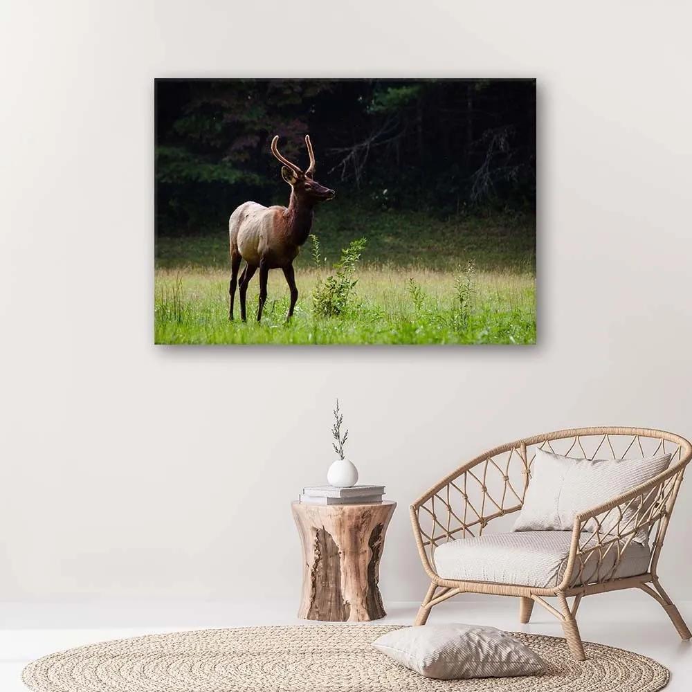 Obraz na plátně Jelení zvěř Lesní louka - 90x60 cm