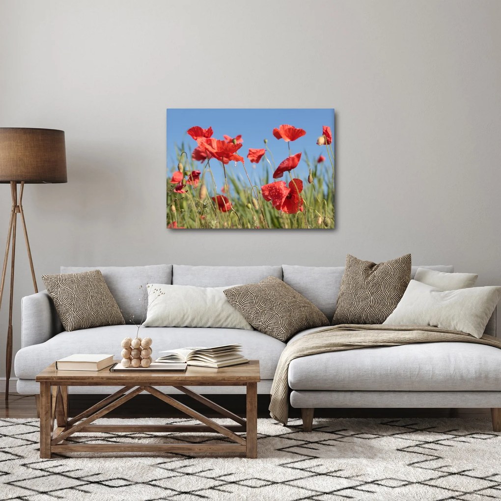 Obraz - Vlčie maky (70x50 cm)