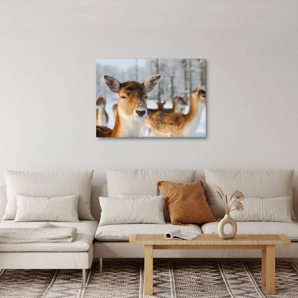 Obraz - Jeleňča (70x50 cm)