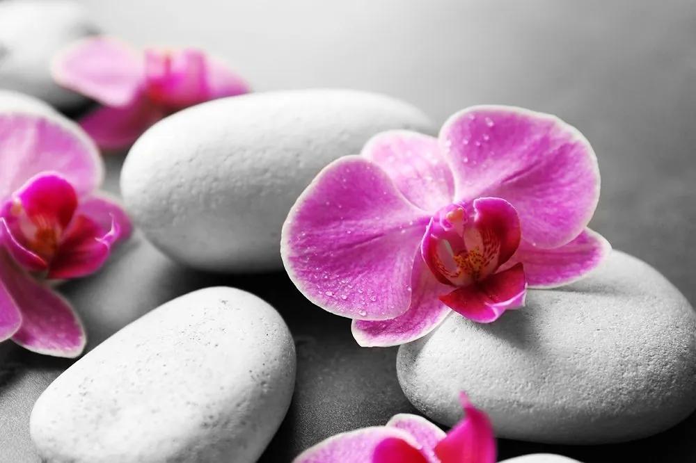 Fototapeta kvety orchidey na kameňoch - 150x100