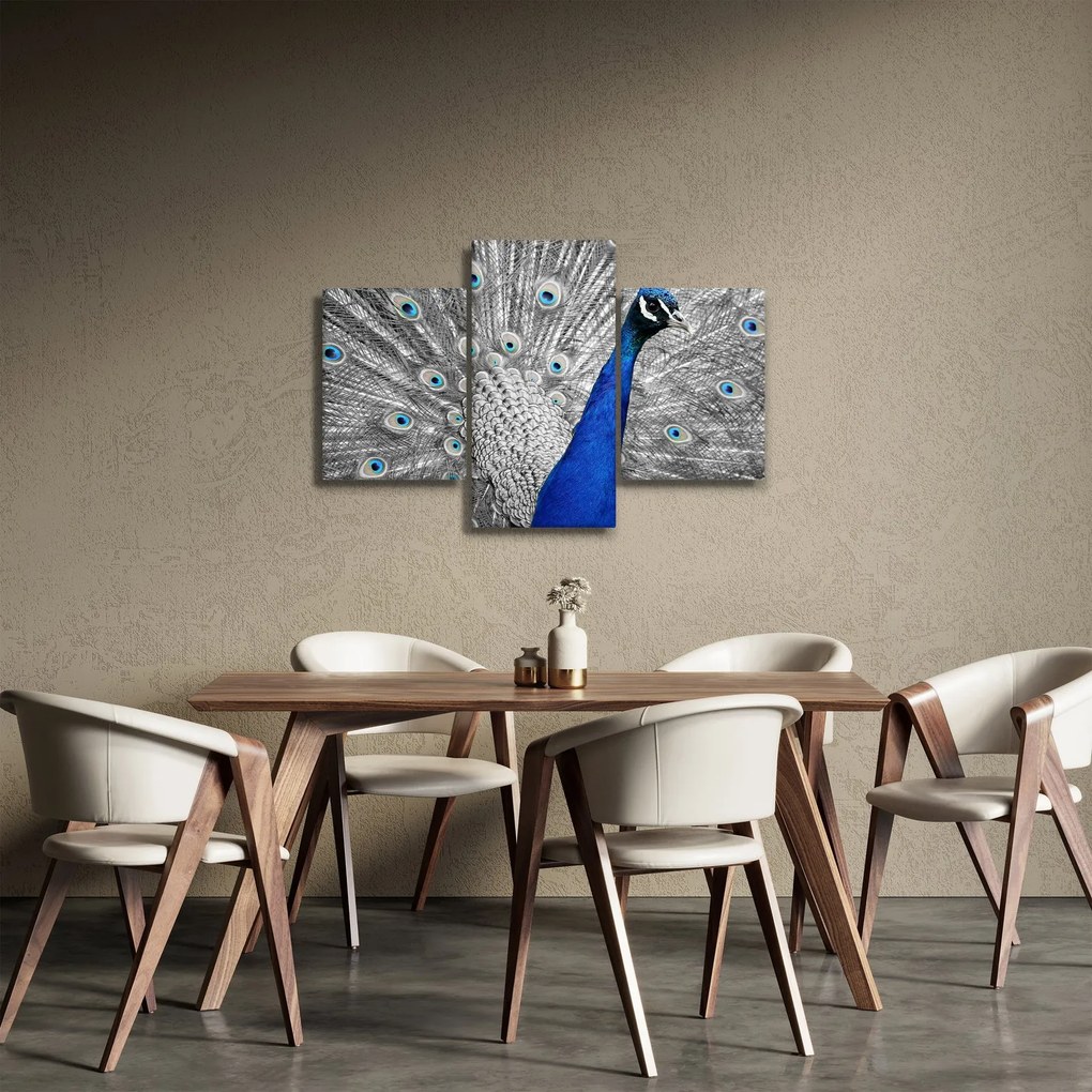 Obraz - modrý páv (90x60 cm)