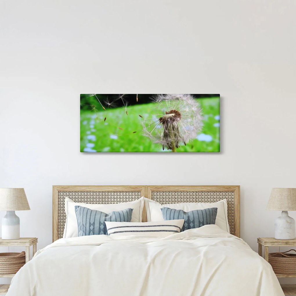 Obraz púpavy (120x50 cm)