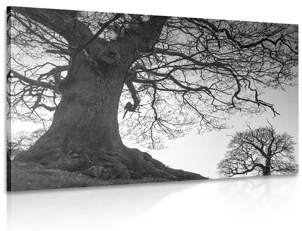 Obraz symbióza stromov v čiernobielom prevedení Varianta: 120x80