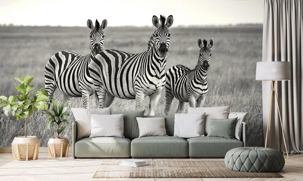 Samolepiaca fototapeta tri čiernobiele zebry v savane - 150x100