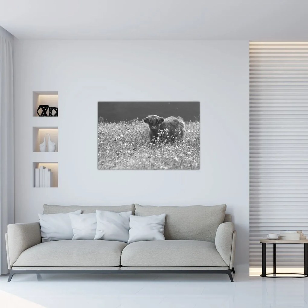 Obraz - Škótska krava 5, čiernobiela (90x60 cm)