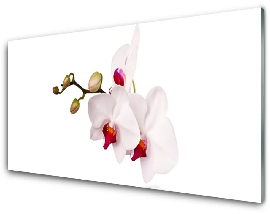 Sklenený obklad Do kuchyne Kvety príroda orchidea 120x60 cm