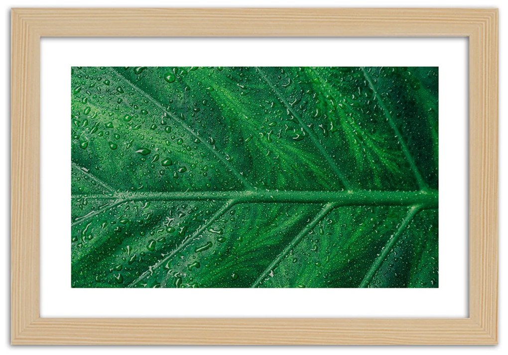 Gario Plagát Mokrý list v detailnom zábere Farba rámu: Bez rámu, Rozmery: 30 x 20 cm
