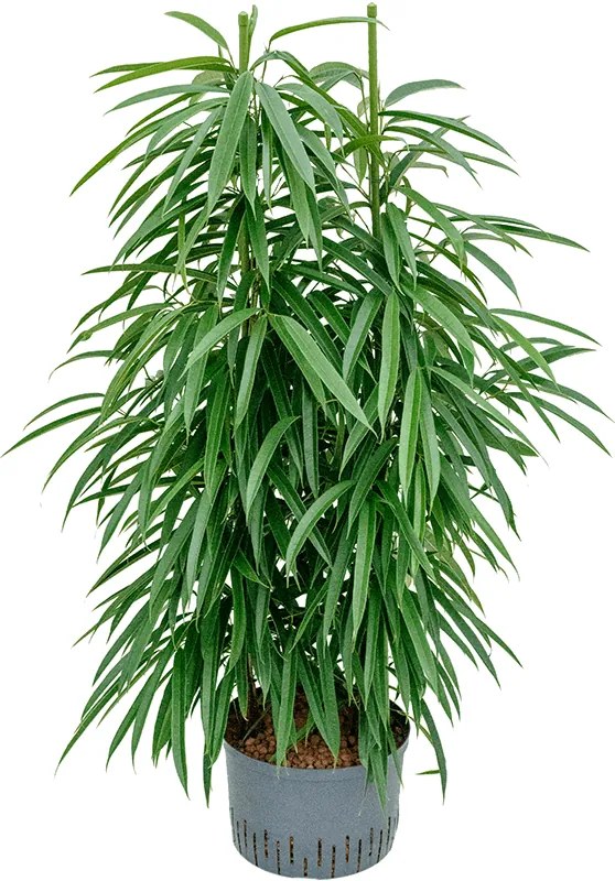 Fikus - Ficus binnendijkii "Alii" 2pp 28/19 výška 110 cm