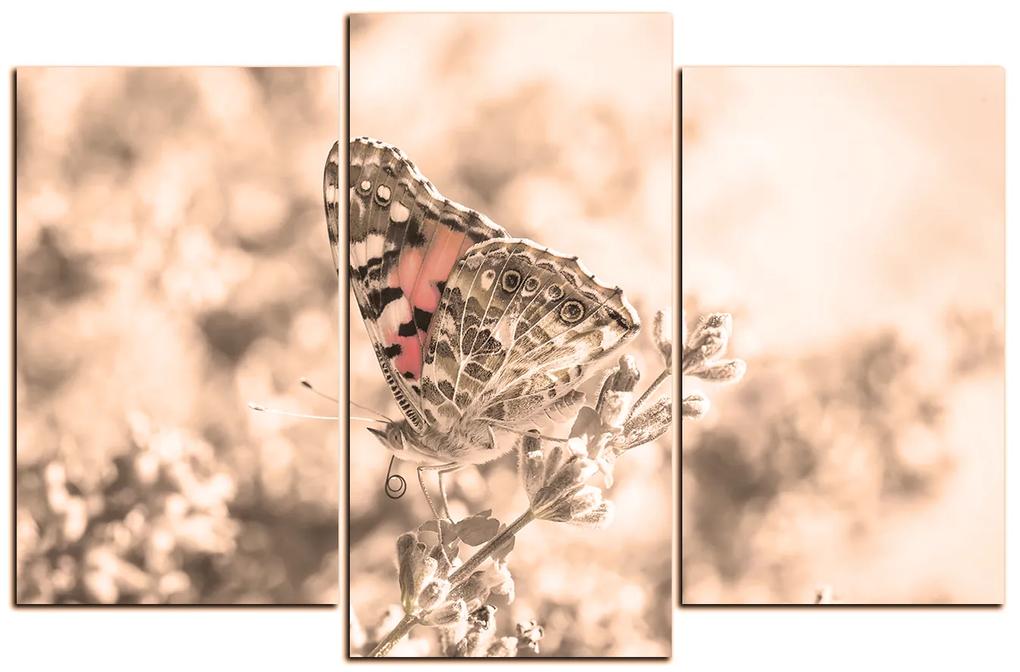 Obraz na plátne - Motýľ na levandule 1221FC (120x80 cm)