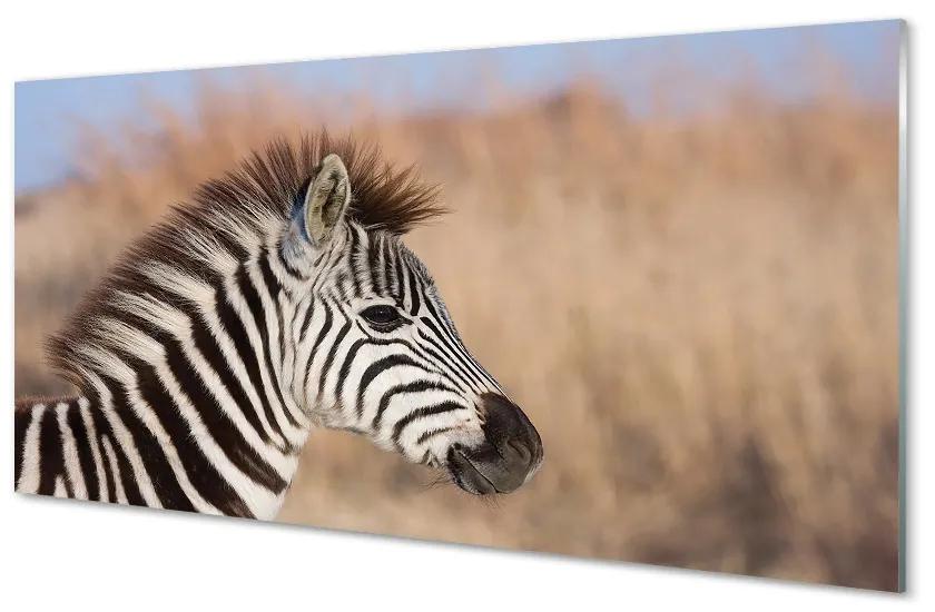 Sklenený obraz zebra 120x60 cm