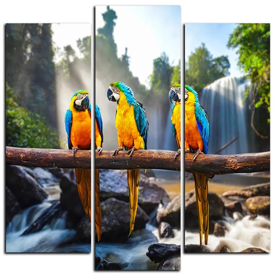 Obraz na plátne - Modro žlté Macaw - štvorec 3232C (105x105 cm)
